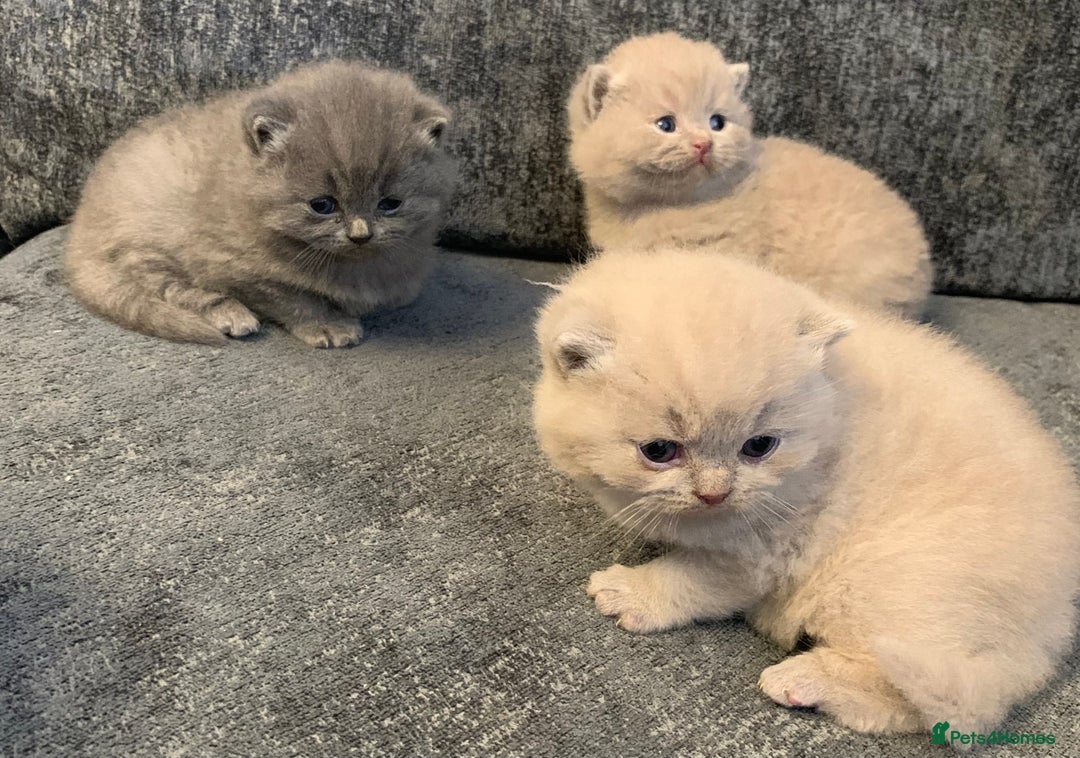 British Shorthair cats for sale: British blue shorthair kittens  - Image 6