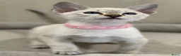 Siamese cats for sale: GCCF Registered Traditional Siamese Kittens.  - Advert 3