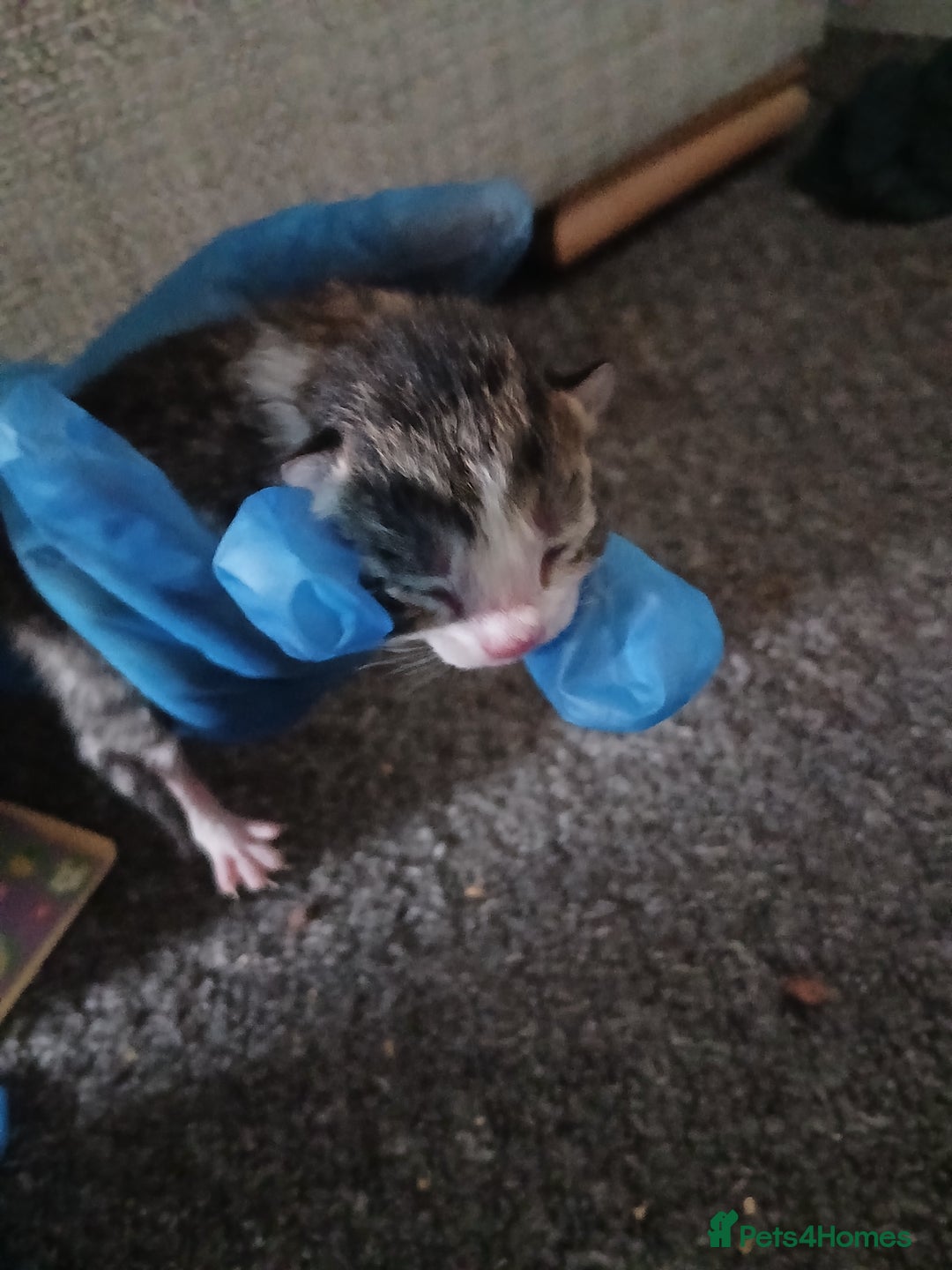 Mixed Breed cats for sale: Kittens  - Advert 3