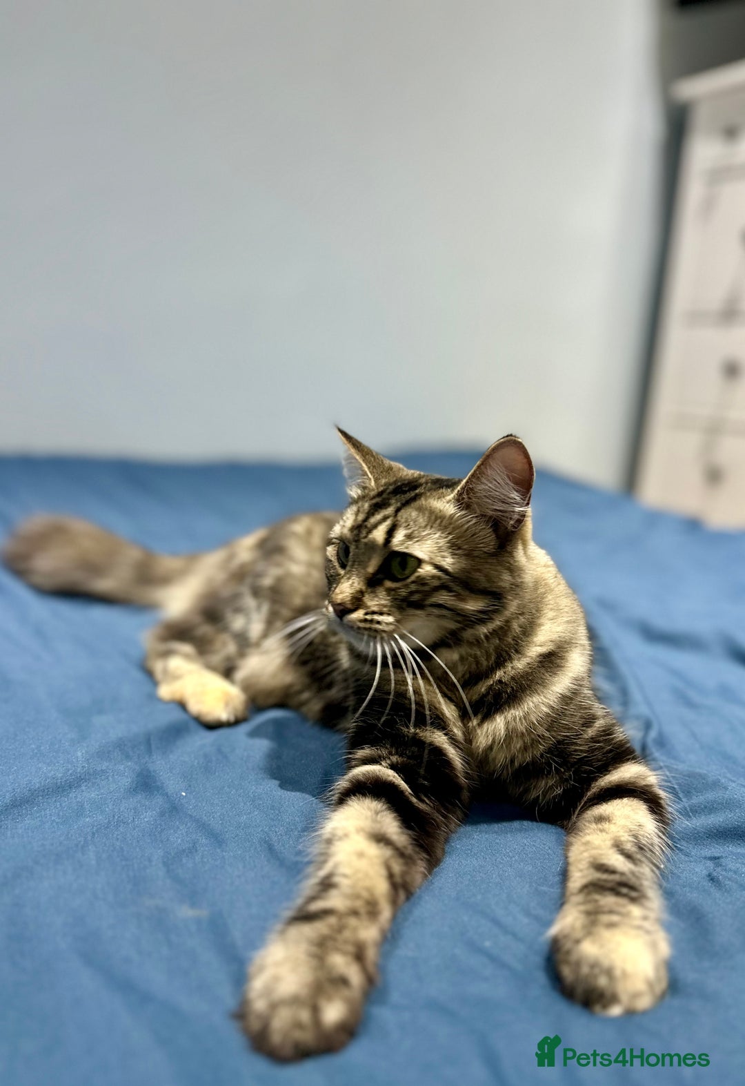 Mixed Breed cats for sale: 4 fluffy girls - Image 20