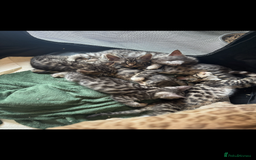 Mixed Breed cats for sale: Maine coon cross Bengal kittens ready now  - Image 2