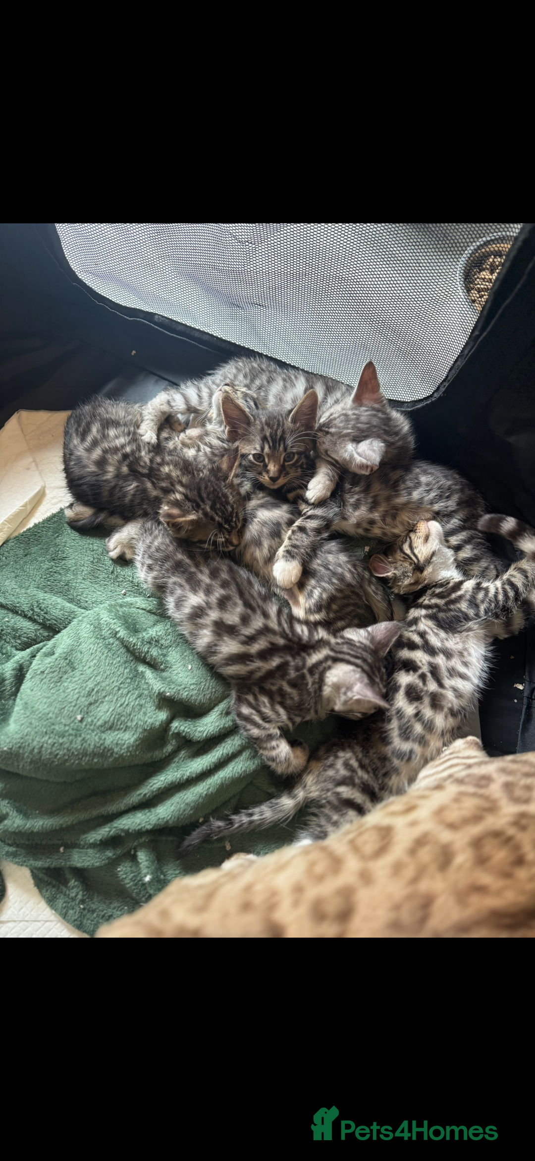 Mixed Breed cats for sale: Maine coon cross Bengal kittens ready now  - Image 2