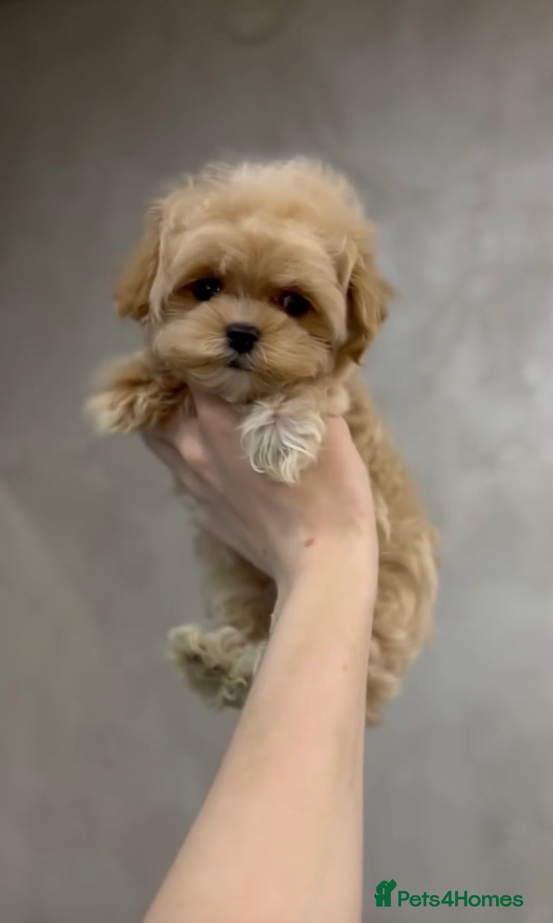 Maltipoo dogs for sale: Korean Maltipoo Mini - Advert 3