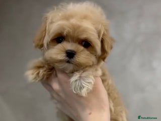 Maltipoo dogs Korean Maltipoo Mini - Advert 3