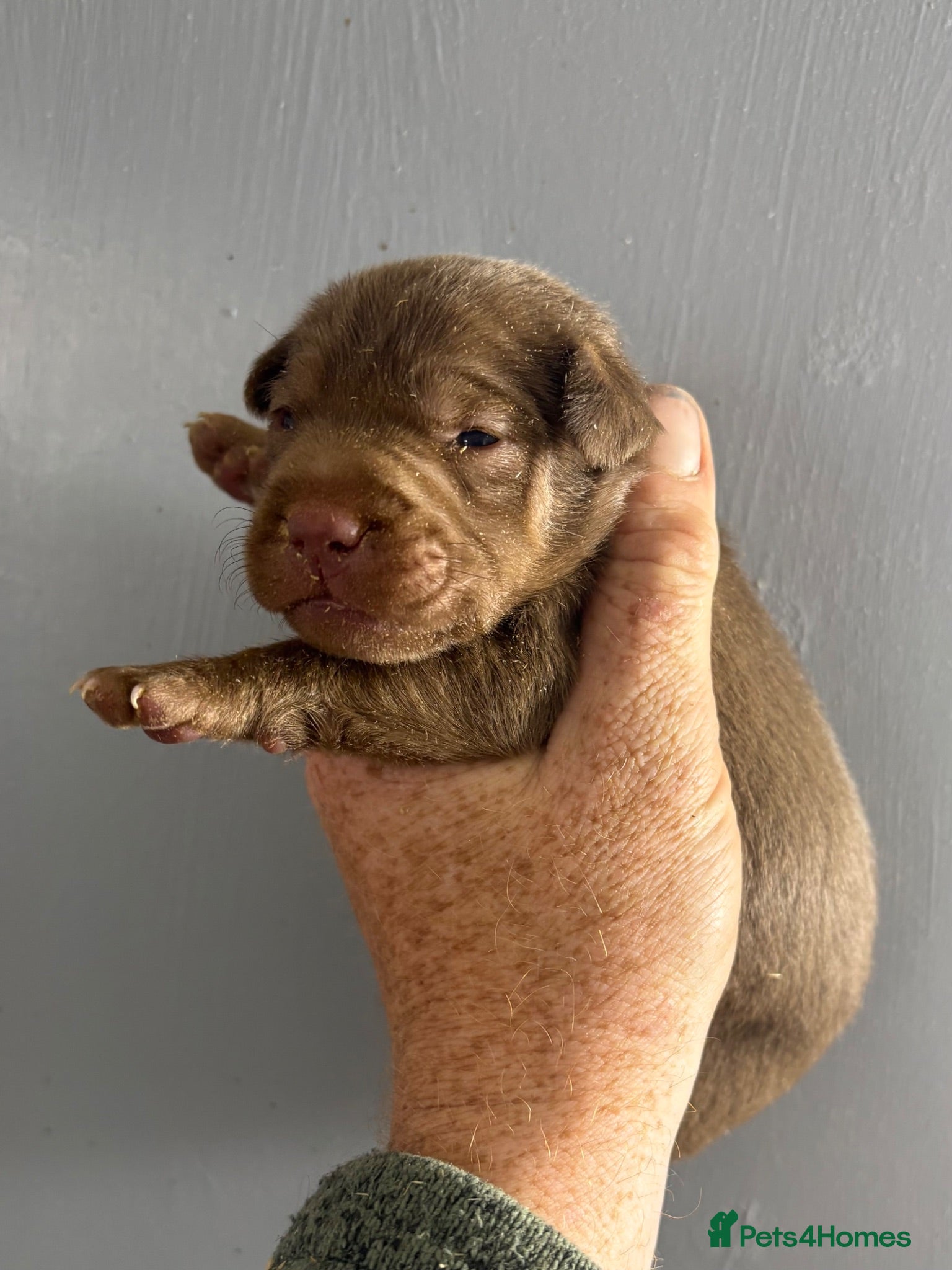 Patterdale Terrier dogs Quality Patterdale Pups Available  - Advert 2