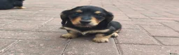 Miniature Dachshund dogs for sale:  Long haired mini dachshunds ready to leave  - Advert 18