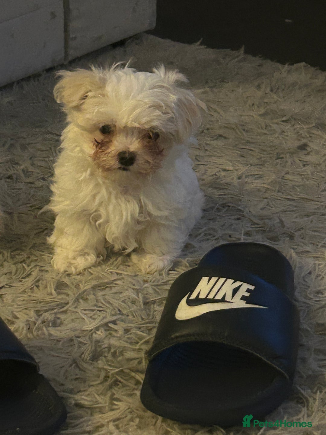 Maltese dogs for sale: 1 puppy back up for sale because of time wasting  - Image 17