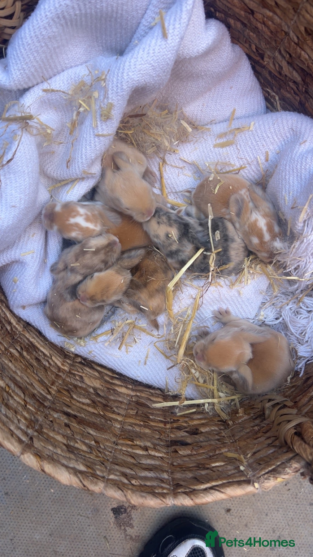Mixed Breed rabbits Beautiful giant French- mini lop babies🐰💕 - Advert 2