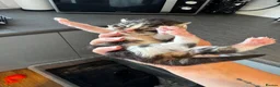 Domestic Shorthair cats for sale: 2 female kittens  in Cambridge - Advert 11