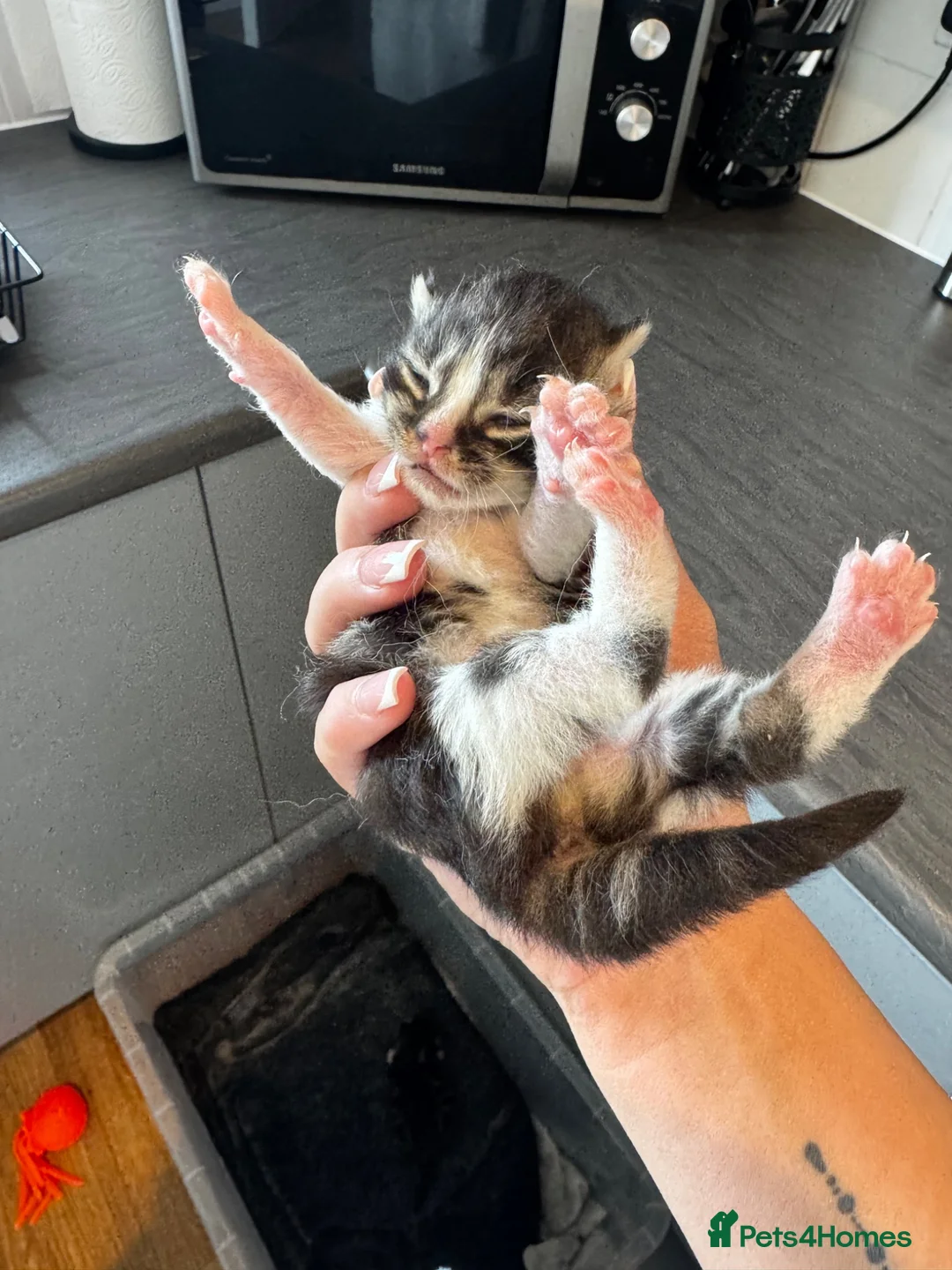 Domestic Shorthair cats for sale: 2 female kittens  in Cambridge - Advert 11
