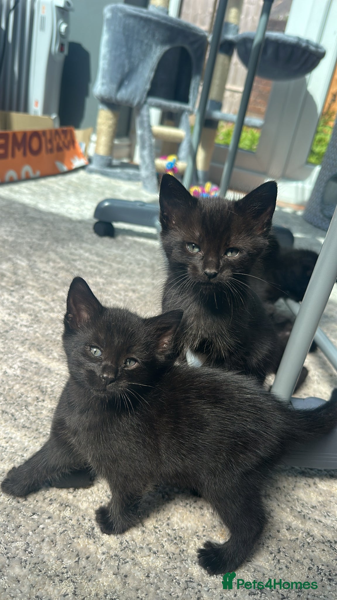 Mixed Breed cats Bengal cross Kittens – Well Socialised & Healthy - Advert 1