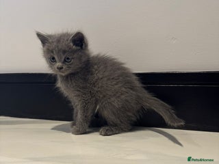 Russian Blue cats Mixed Russian Blue Kittens – Born 15th October ✨ - Advert 1