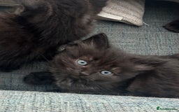 Domestic Shorthair cats for sale: GORGEOUS FLUFFY DARK TABBY KITTENS - Image 2
