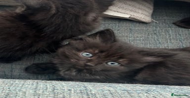 Domestic Shorthair cats - Advert 15