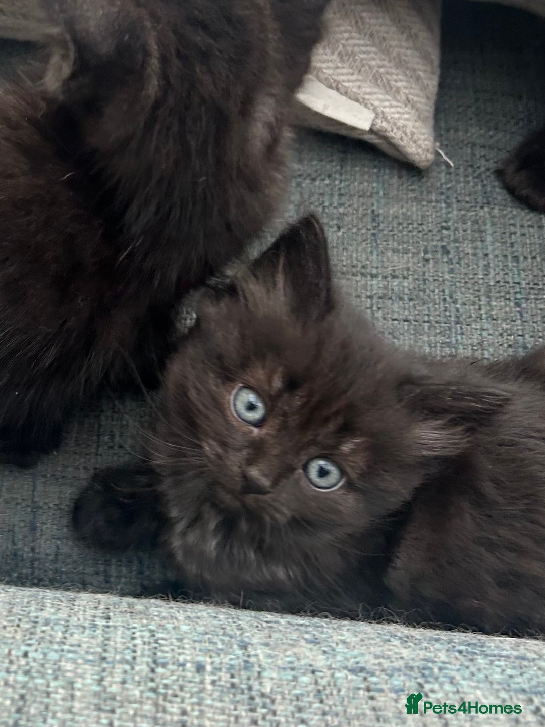 Domestic Shorthair cats for sale: GORGEOUS FLUFFY DARK TABBY KITTENS - Image 2