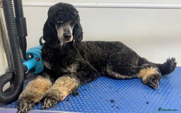 Miniature Poodle dogs for sale: Stunning Red & Phantom Miniature/Moyen Poodles - Image 25