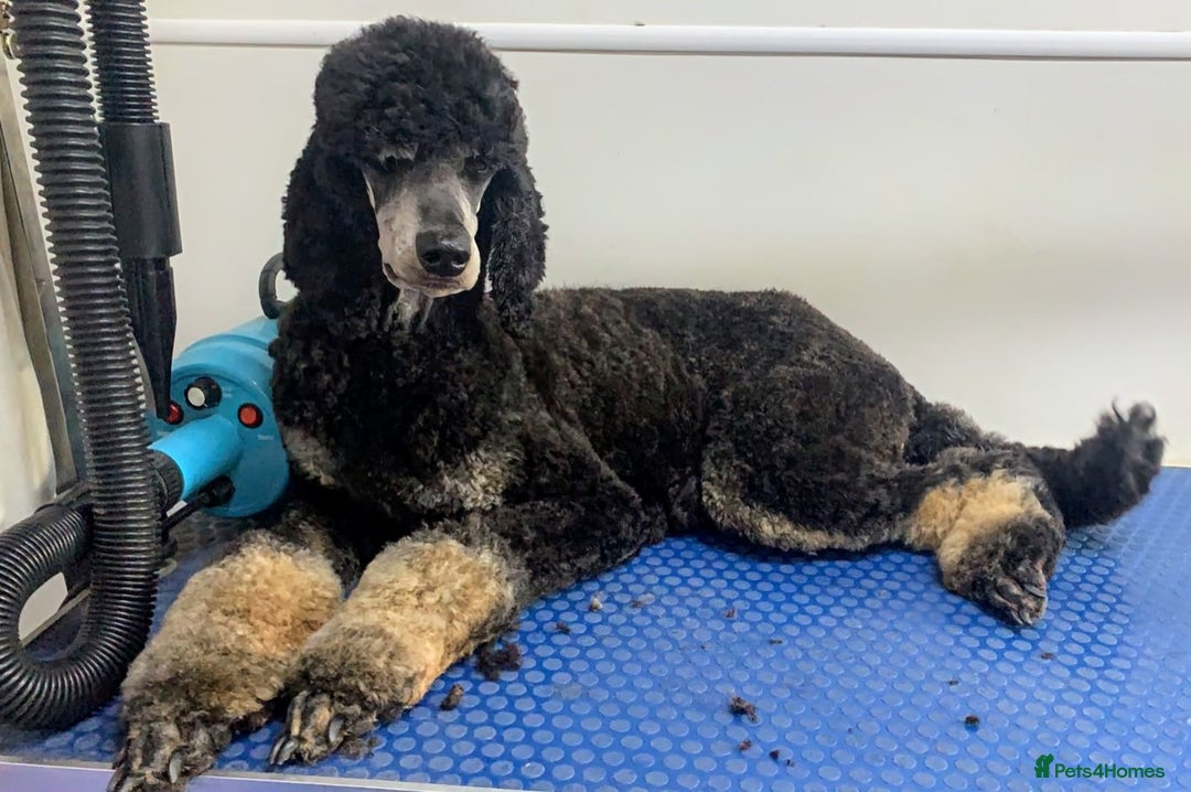 Miniature Poodle dogs for sale: Stunning Red & Phantom Miniature/Moyen Poodles - Image 25