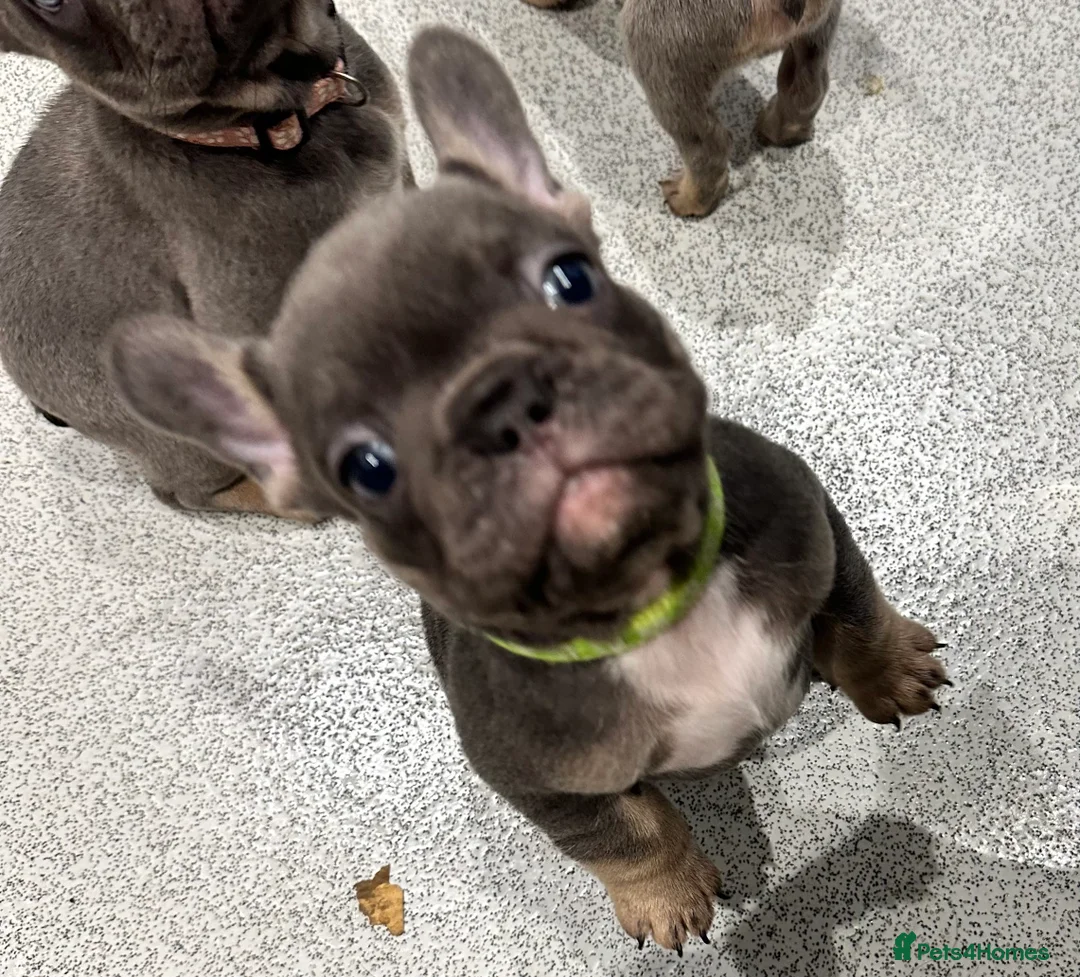 French Bulldog dogs for sale: KC registered French Bulldog Puppies - Advert 10