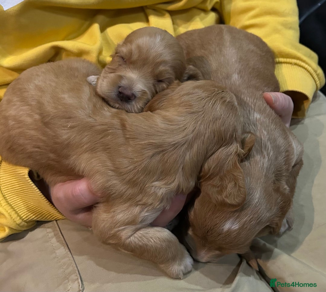 Cockapoo dogs for sale: Cockapoo puppies ginger/golden - Advert 3