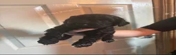 Mixed Breed dogs for sale: Cavapoo.    cockapoo       puppies  - Advert 4