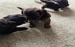 Shihpoo dogs for sale: 4 shihpoo males  in Telford - Image 24