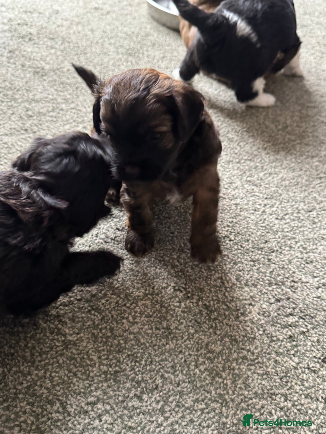 Shihpoo dogs for sale: 4 shihpoo males  in Telford - Image 24