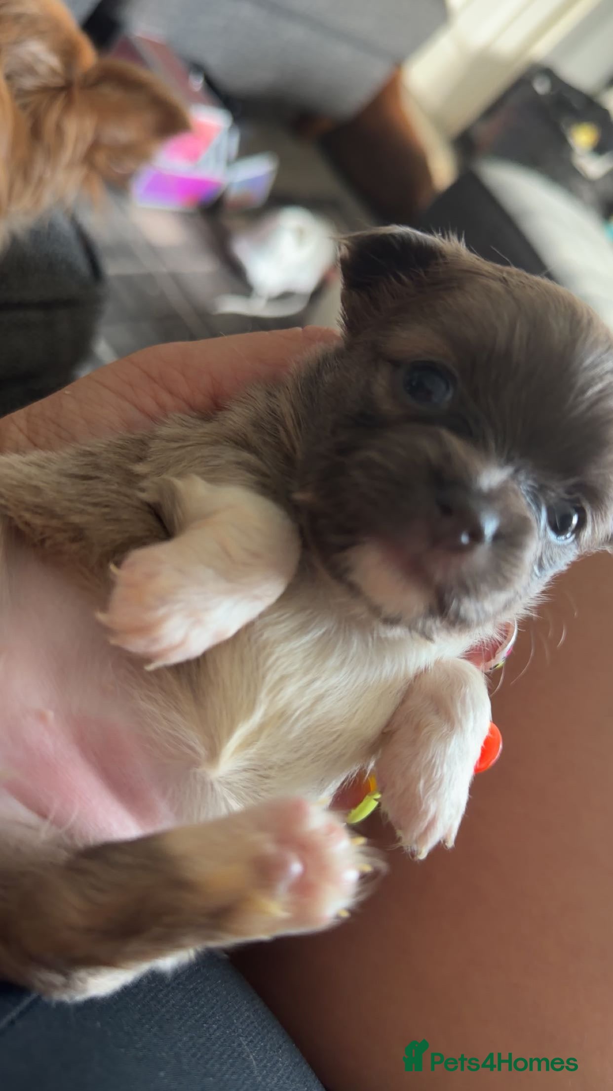 Mixed Breed Puppy 1