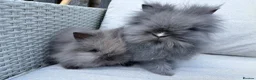 Lionhead rabbits for sale: 2 Double mane lion-head for sale last two boys  - Advert 6