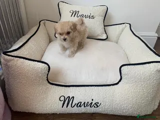 Maltipoo dogs Very tiny maltipoo - Advert 2