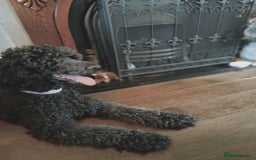 Shihpoo dogs for sale: Standard poodle x shihpoo - Image 20