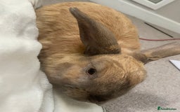 French Lop rabbits for sale: bonnie and barney bonded pair - Image 5