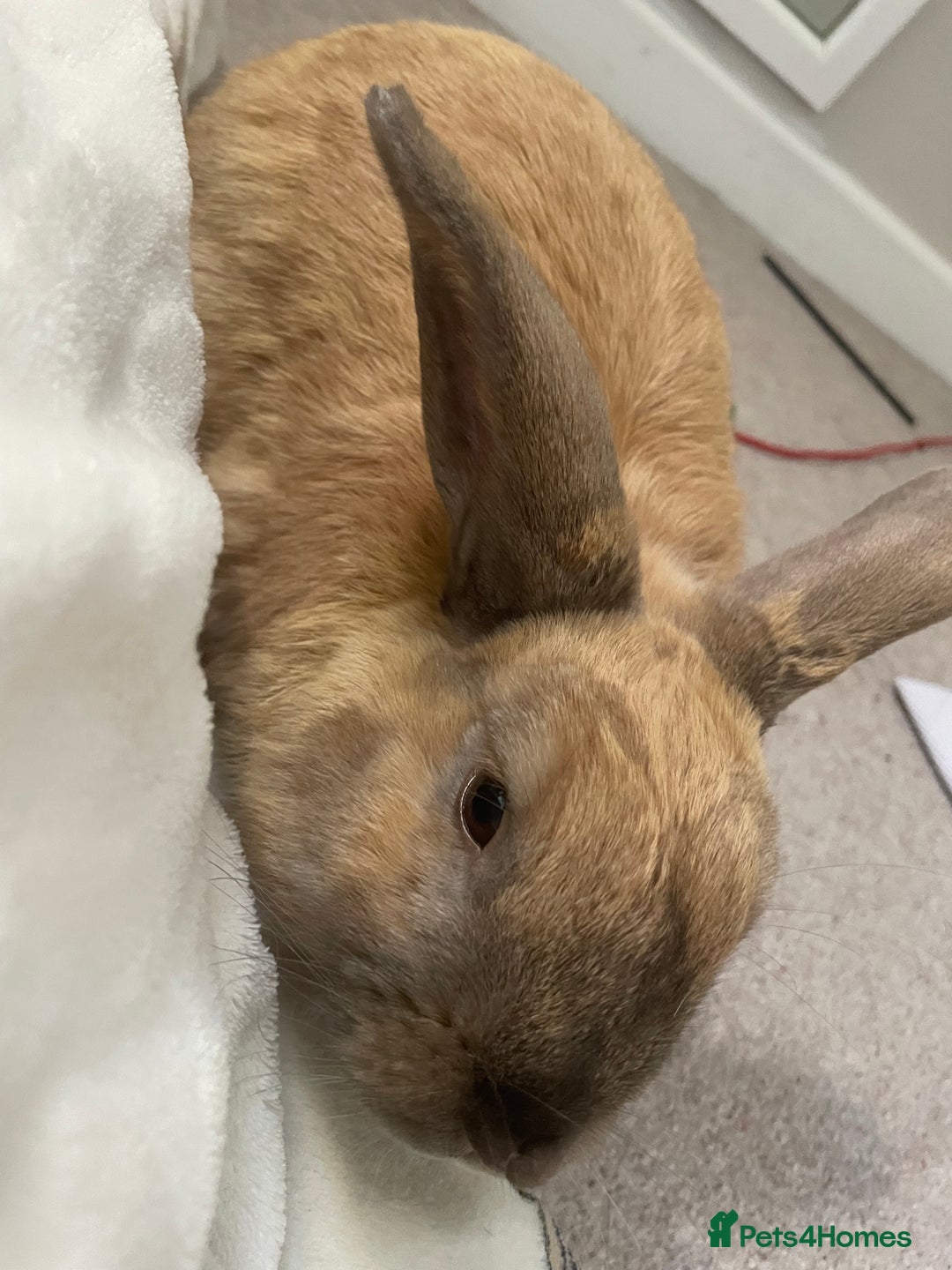 French Lop rabbits for sale: bonnie and barney bonded pair - Image 5