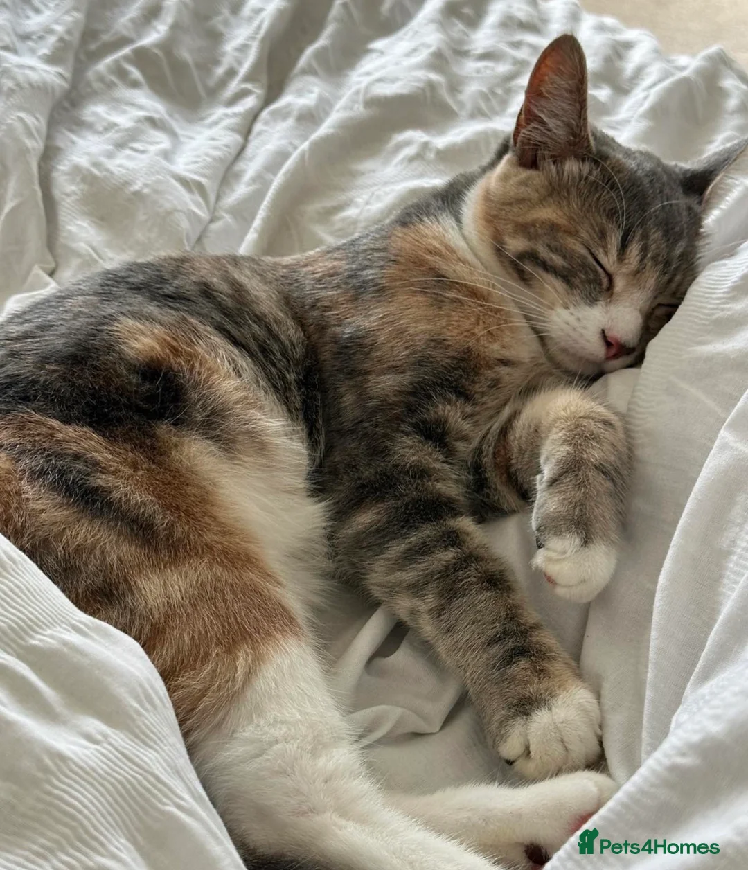 Mixed Breed cats for sale: Beautiful little kittens - Advert 2