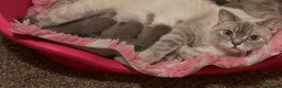 British Shorthair cats for sale: Beautiful British Shorthair kittens - Advert 26