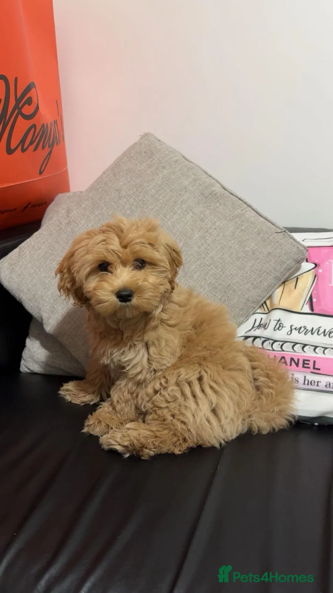 Maltipoo dogs for sale: Selling our 3 months F1 Maltipoo Luna in Wembley - Advert 1
