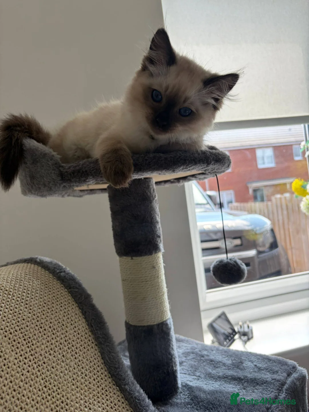 Ragdoll cats for sale: Ragdoll kitten  - Advert 2