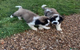 Saint Bernard dogs for sale: Stunning Female Saint Bernard puppy Kc reg - Image 8