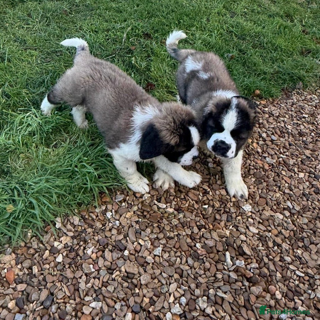 Saint Bernard dogs for sale: Stunning Female Saint Bernard puppy Kc reg - Image 8