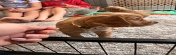 Cocker Spaniel dogs for sale: Beautiful Golden cockers free insurance with agria - Advert 8