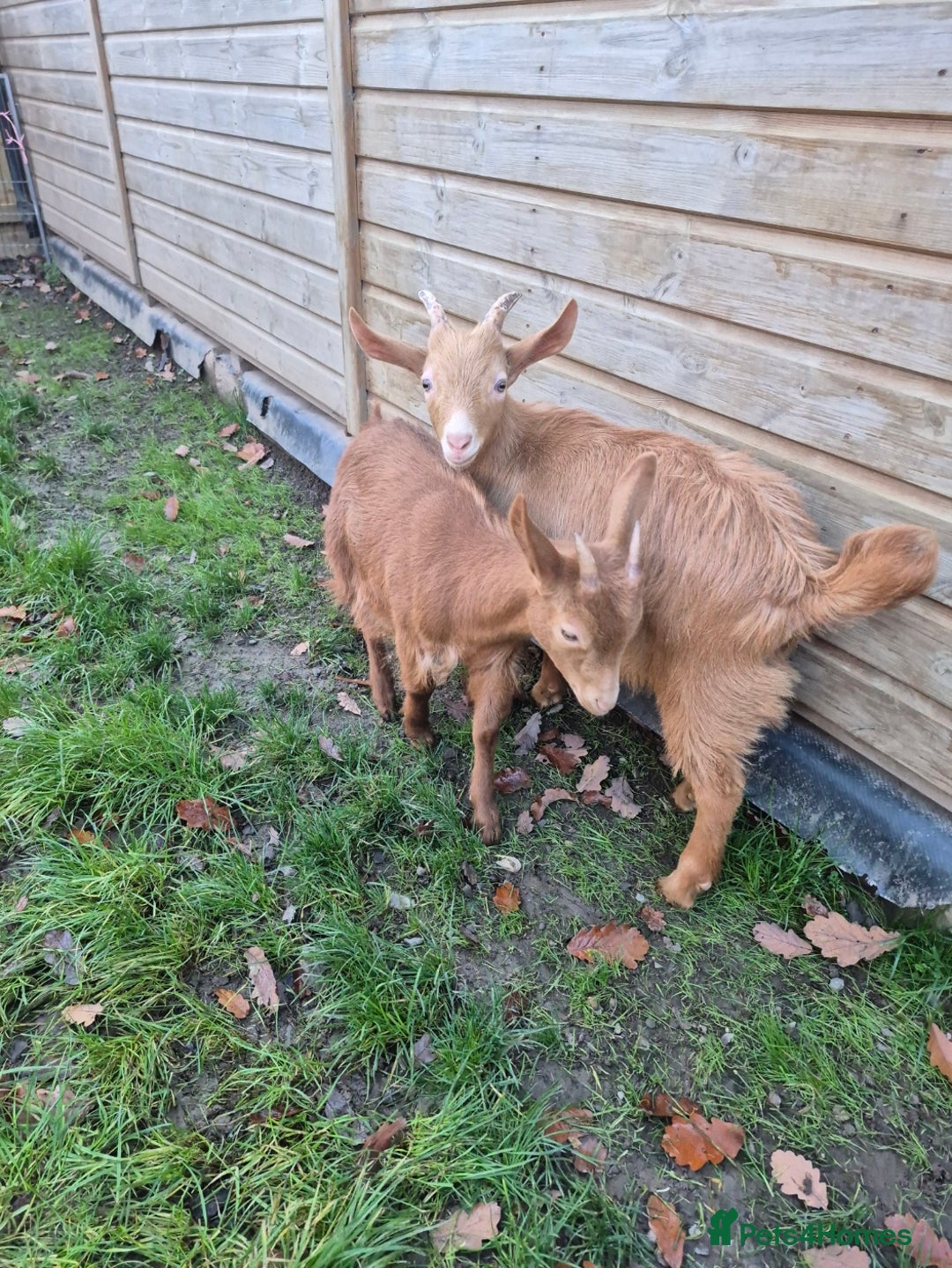 Goats livestock for sale: Super Friendly British Guernsey Goat Kids - Image 5