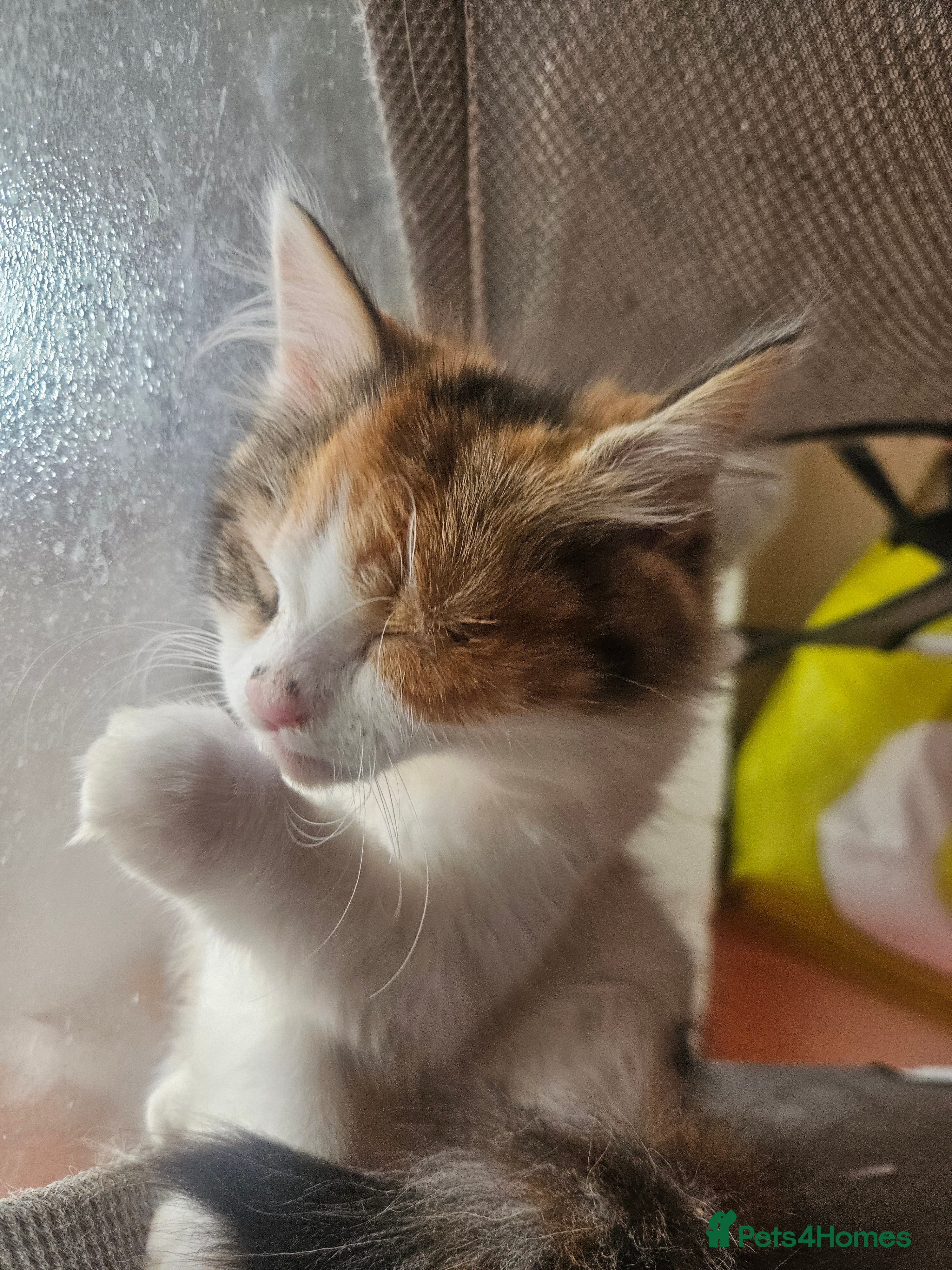 Mixed Breed cats ​Perfect Family Kittens: Kid & Dog Friendly! 🐾  - Advert 1