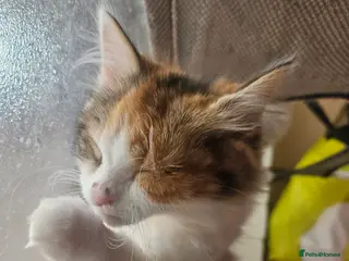 Mixed Breed cats Perfect Family Kittens: Kid & Dog Friendly! 🐾 - Advert 1