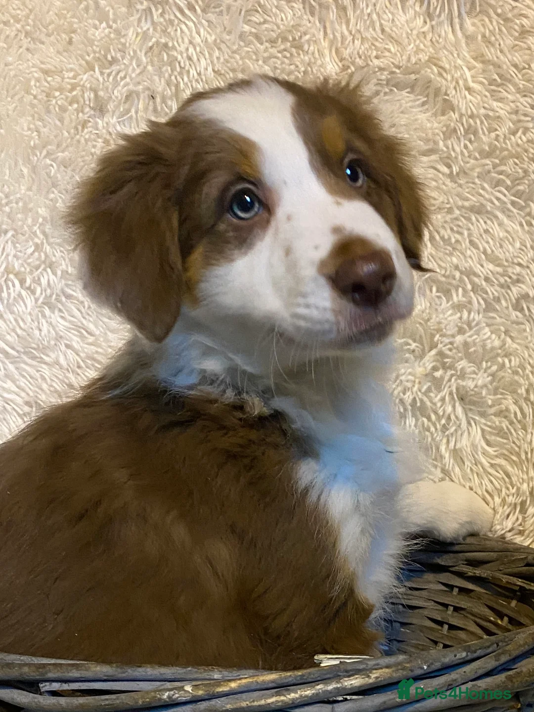 Border Collie dogs for sale: Border Collie Puppies | Health Tested Parents - Advert 4