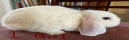 Mini Lop rabbits for sale: Lovely Mini Lop Babies - Advert 2