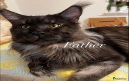 Maine Coon cats for sale: GCCF active / domestic Maine Coon  - Image 26
