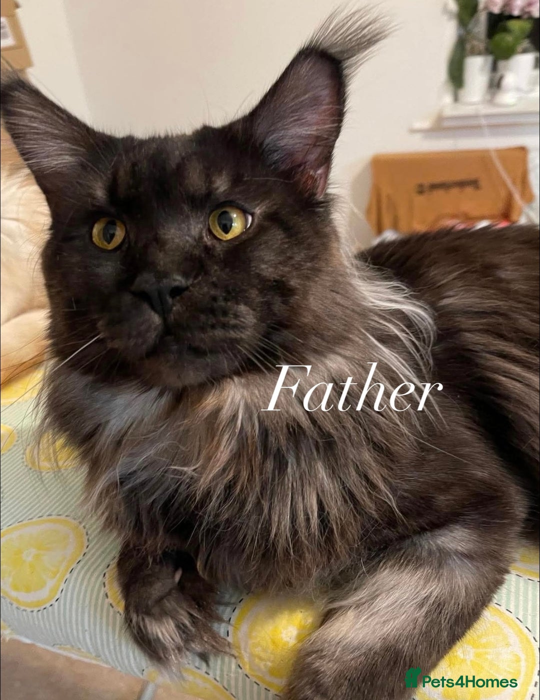 Maine Coon cats for sale: GCCF active / domestic Maine Coon  - Image 26