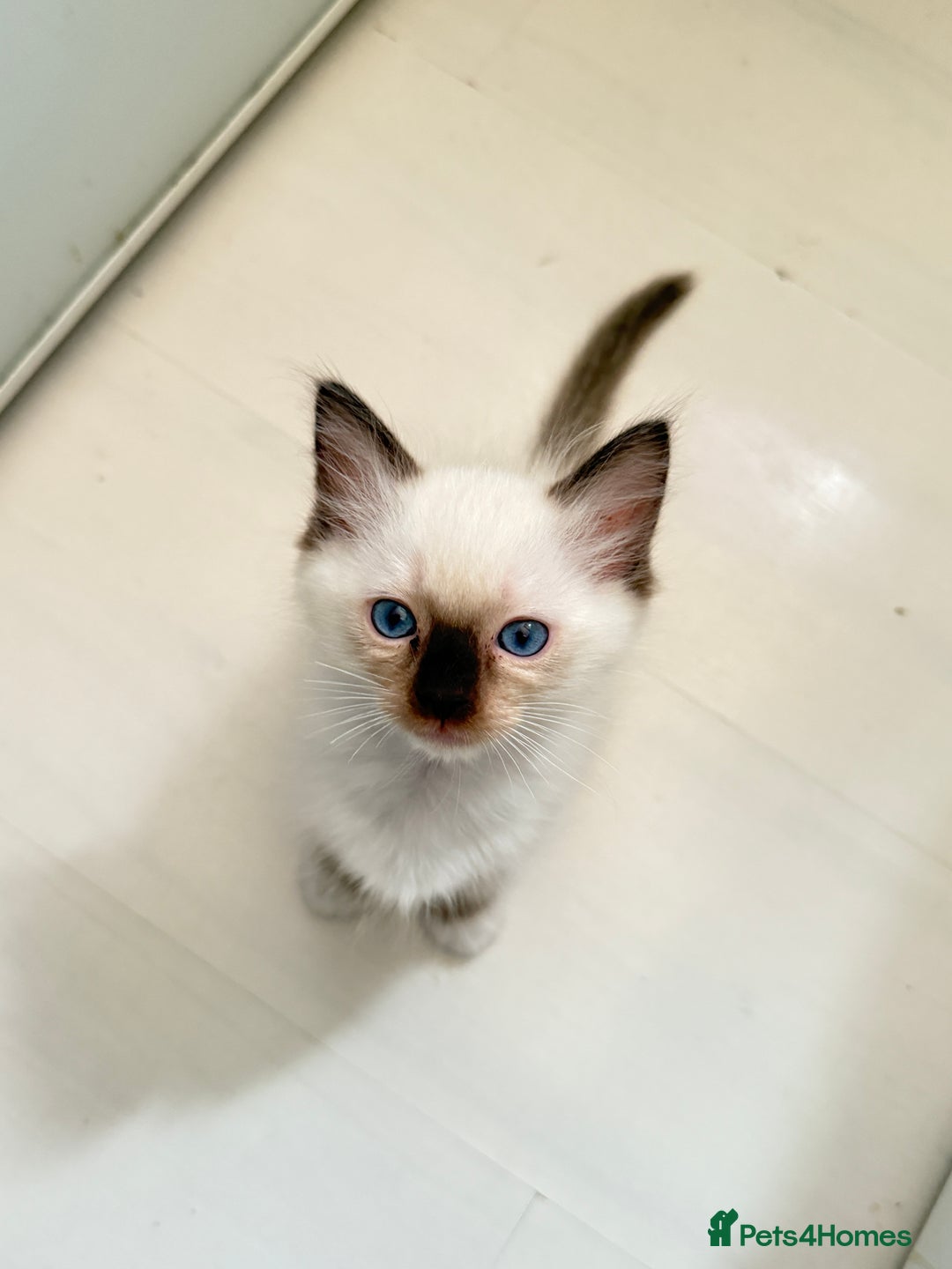 Ragdoll cats for sale: *** 3 Pure Ragdolls Kittens ready to leave *** - Image 5