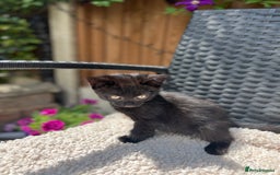 Turkish Angora cats for sale: ⭐️ Beautiful Turkish Angora X Bengal kittens ⭐️ - Image 12
