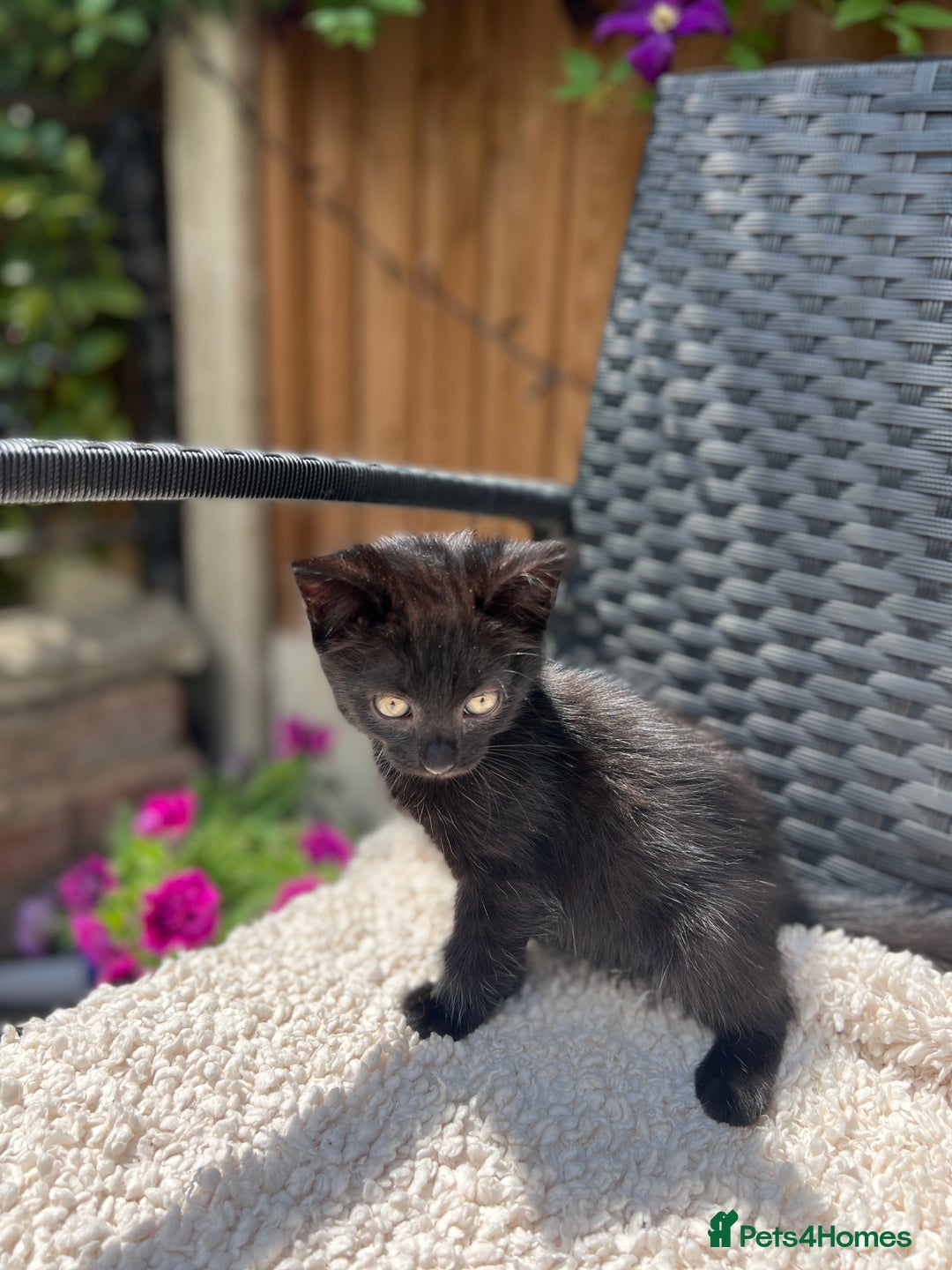 Turkish Angora cats for sale: ⭐️ Beautiful Turkish Angora X Bengal kittens ⭐️ - Image 12