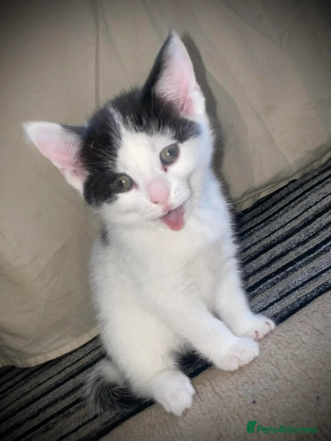 Mixed Breed cats for sale: Black and White Pretty Boy Kitten Left - Advert 5